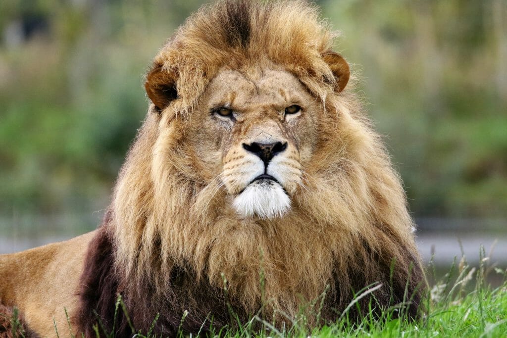 leeuw, traditioneel leiderschap