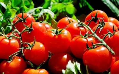 Wat je als leider leert van een tomatenplant